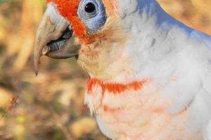 Az orrú vagy hosszú szintű cockatoo - társas szellemi